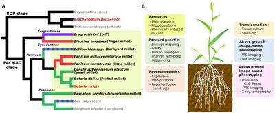 Setaria viridis as a Model System to Advance Millet Genetics and Genomics